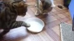 Коты делят молоко