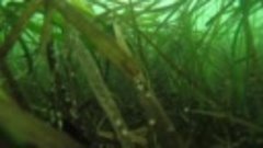 Подводный мир озеро Изменчивое. Остров Сахалин. 