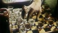 VID-20170302-WA0019.mp4