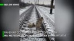 САМЫЙ ВЕРНЫЙ ДРУГ_ пёс два дня ложился под поезд, охраняя ра...