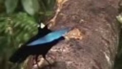 When you see a Superb Bird-of-Paradise (Lophorina Superba) d...