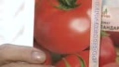 Выбираем крупноплодные томаты