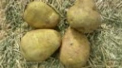 Картофель. Польза и вред для организма