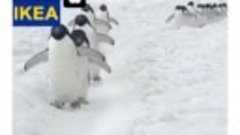 Пингвины - Прощай