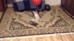 Тайская кошка и воздушный шар