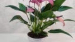 Цветы Вместе - Антуриум Зизу Anthurium Zizou 12 40