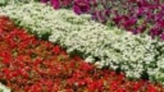 Фестиваль цветов 💐 6 мая 2022 Ташкент.
