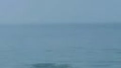 Дельфины танцуют в Черном море у берегов Абхазии 🐬🐬