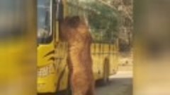 1 Автобус и Медведь