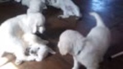 Видео щенки золотистого ретривера 10.05.22
