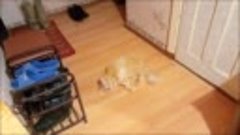 Рыжий кот Барсик залип на запах на полу