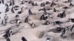 Пляж Боулдерс-Бич, ЮАР 🇿🇦

Знаменитый пингвиний пляж в ЮАР...