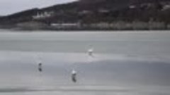 Лебеди на льду. 18 февраля 2017