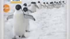 Пингвины идут ))