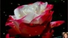 Андрей Обидин. Розы и Дождь ( Рапсодия любви)