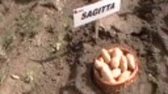 Голландский семенной картофель «Сагитта» / Sagitta