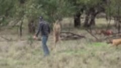 Человек спасает свою собаку от злобного кенгуру!