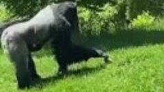 В зоопарке Детройта засняли, как горилла гладит сурка.