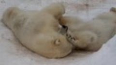 Белые медведи милуются