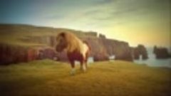 Танцующий пони! Рекламный ролик шотландского пони. Знакомьте...