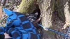 Енотика со сломанными лапками спасли в Шуваловском парке
