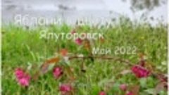 Яблони в цвету. Ялуторовск. Май 2022