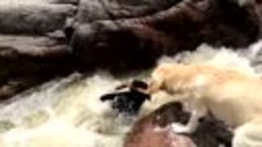 Собака спасла тонущего пса из бурлящей реки