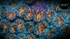 Психоделические цвета коралловых рифов

1337 #nature