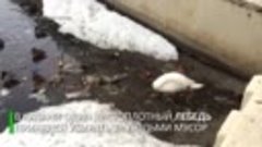 Сдали нервы_ в Казани лебедь убирает за людьми мусор