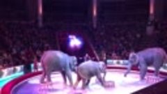 Слоники в цирке Никулина