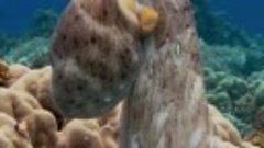 Рифовый осьминог