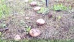 В Кировской области «пошли» грибы