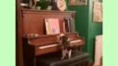 Кот- пианист.