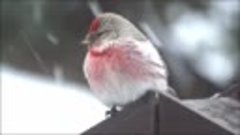 Чечётка обыкновенная 1 Carduelis flammea