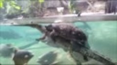 Черепаха катается на крокодиле.