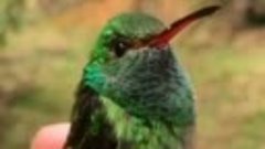 Волшебные цвета колибри
