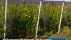 Интенсивное садоводство активно развивается в Кабардино-Балк...