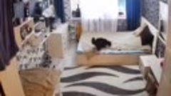 Мама-кошка заправила кровать после того, как котенок навел б...