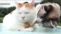 Коты с улиткой умилили пользователей Сети