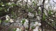 Весна в Сочи. Дача 11.03.2017