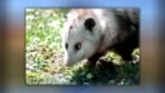 opossumi_(videomega.ru).mp4