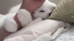 Видео от Тайная жизнь вашего кота (2)