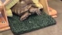 🐢 Панцирь черепахи состоит из шестидесяти различных косточе...