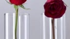 Эксперимент с водкой и розой