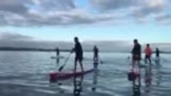 paddle boarding with a pod of Orcas