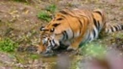 4K Ultra HD Video of Wild Animals - 11 HOURS 4K Wildlife Sce...