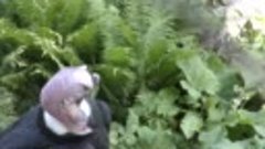 Жуткий Андский кондор вычесывает себя в Московском зоопарке