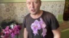 Новые орхидеи сортовые по 348 руб, обзор орхидей и уход