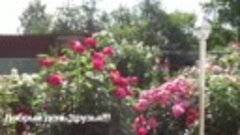 Небольшая прогулка по моему Розовому саду в июне 2022г.. Пик...