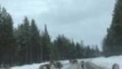 Олени на дороге  (Швеция)